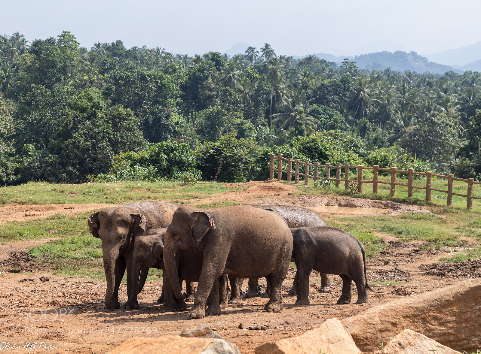 Canon EOS 80D sample photo. Elephant family... photography