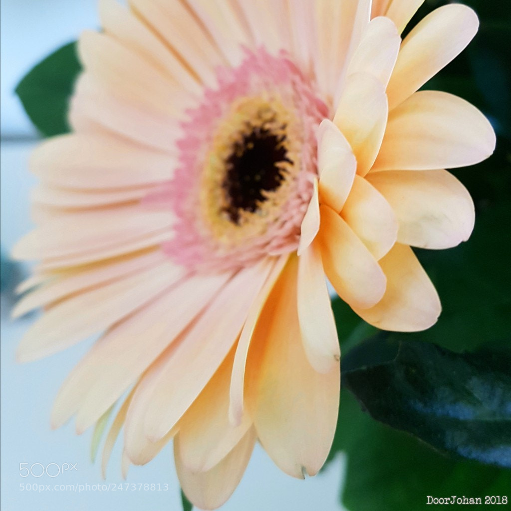 Samsung Galaxy S7 sample photo. Pink gerbera photography
