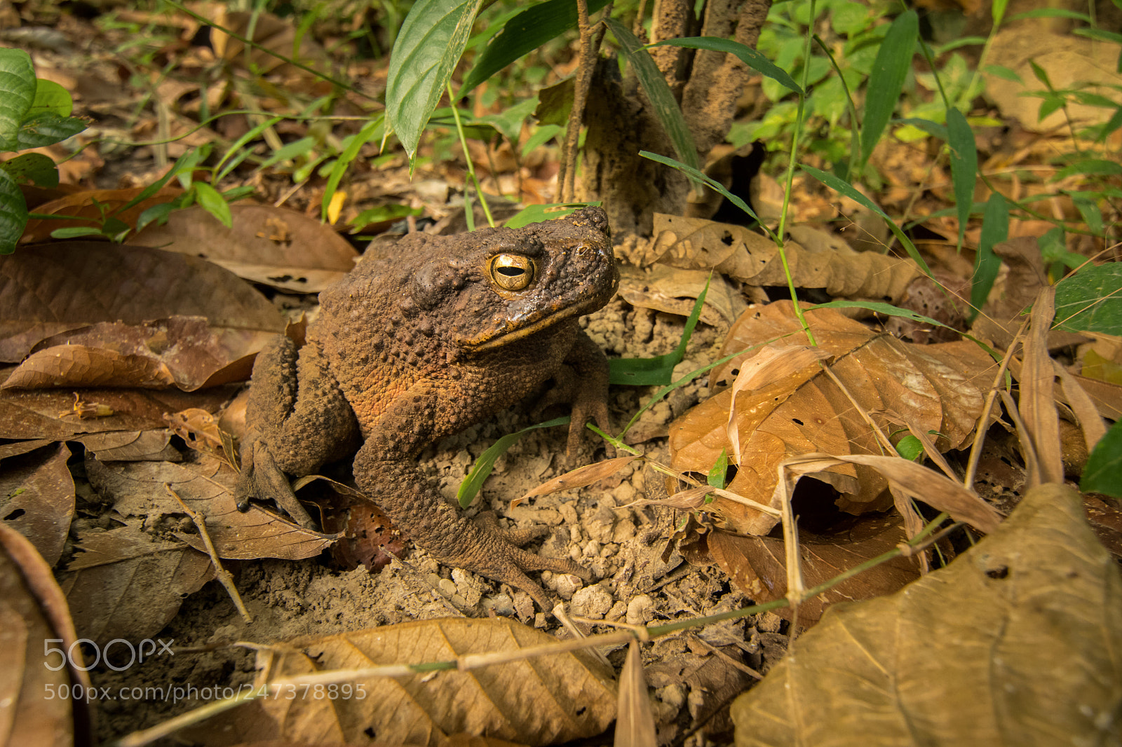 Nikon D500 sample photo. The asian giant toad photography