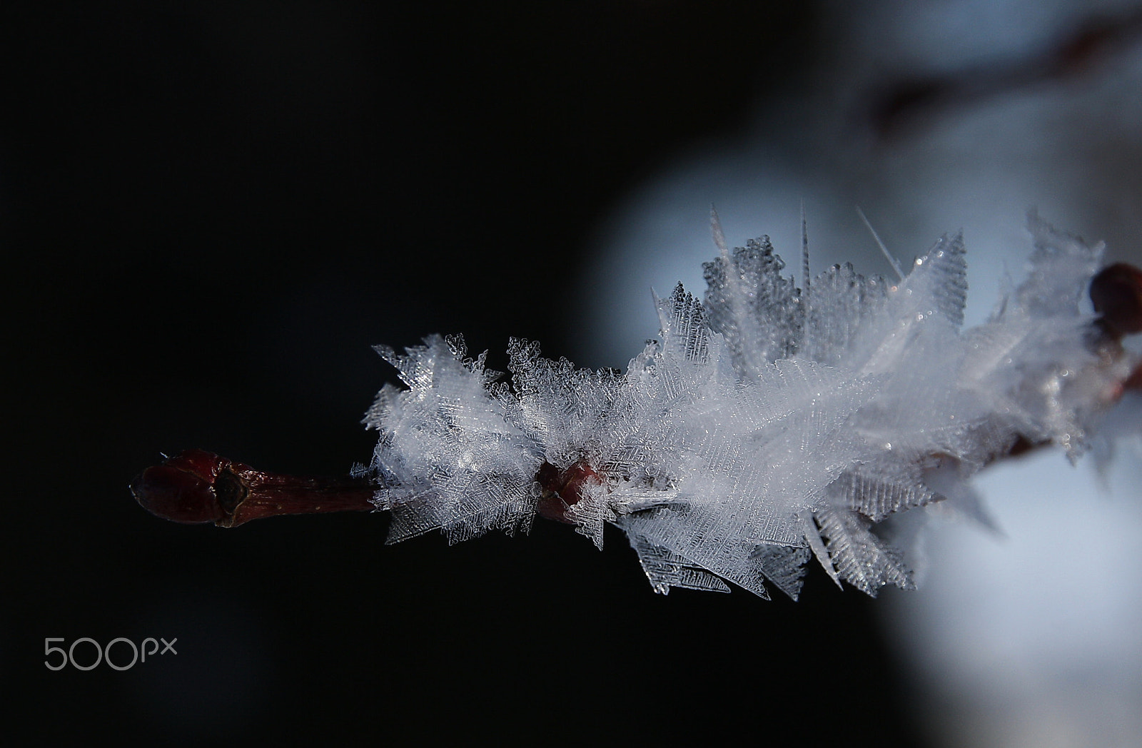Canon EOS 1000D (EOS Digital Rebel XS / EOS Kiss F) sample photo. Ice flowers photography