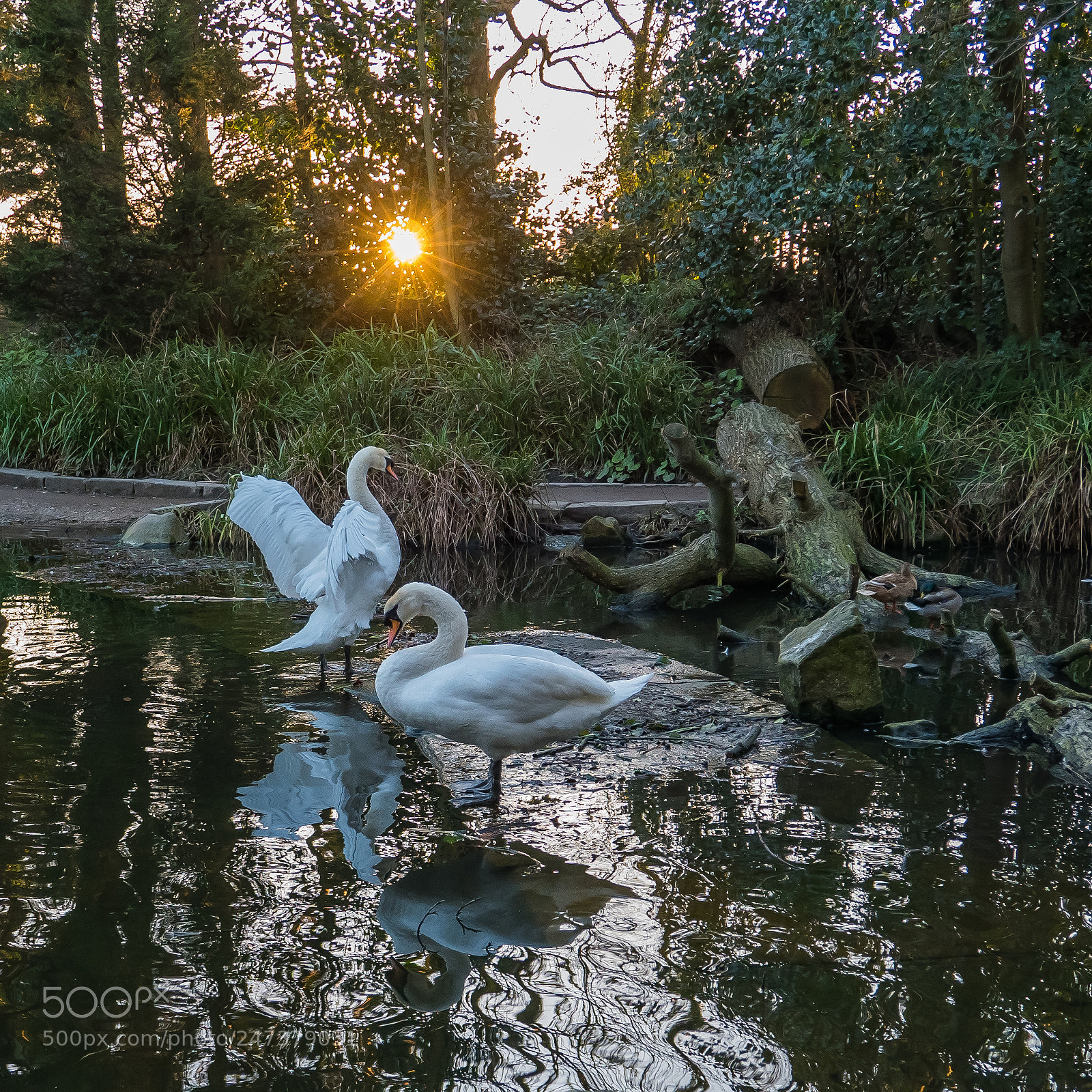 Panasonic Lumix DMC-LX100 sample photo. Swan lake photography