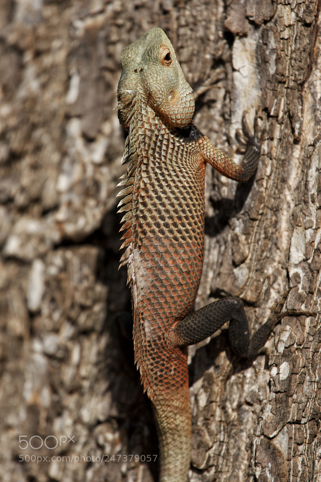 Canon EOS-1D Mark III sample photo. Iguana in yala national photography