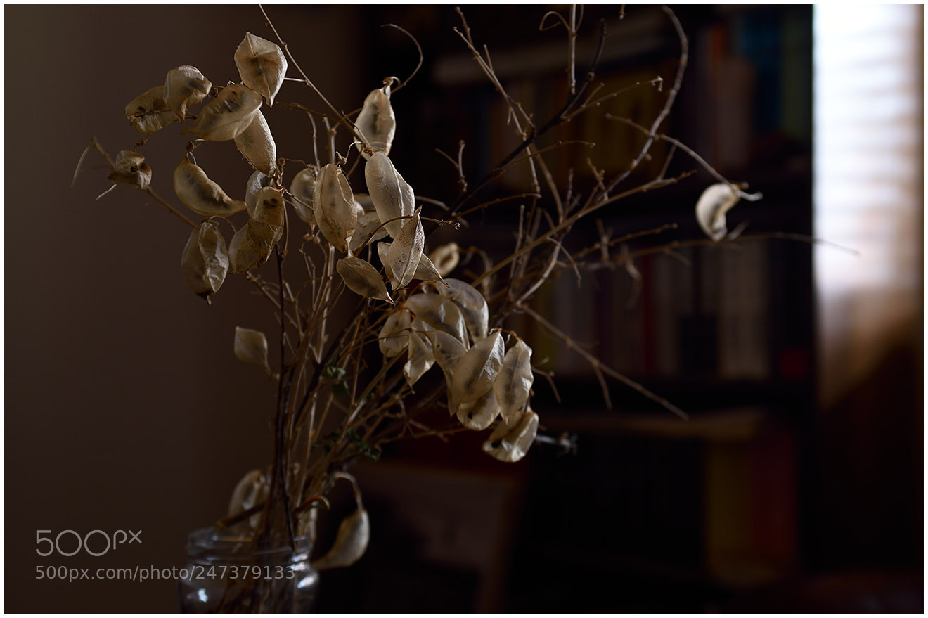 Nikon D810 sample photo. Сакупљач прашине photography