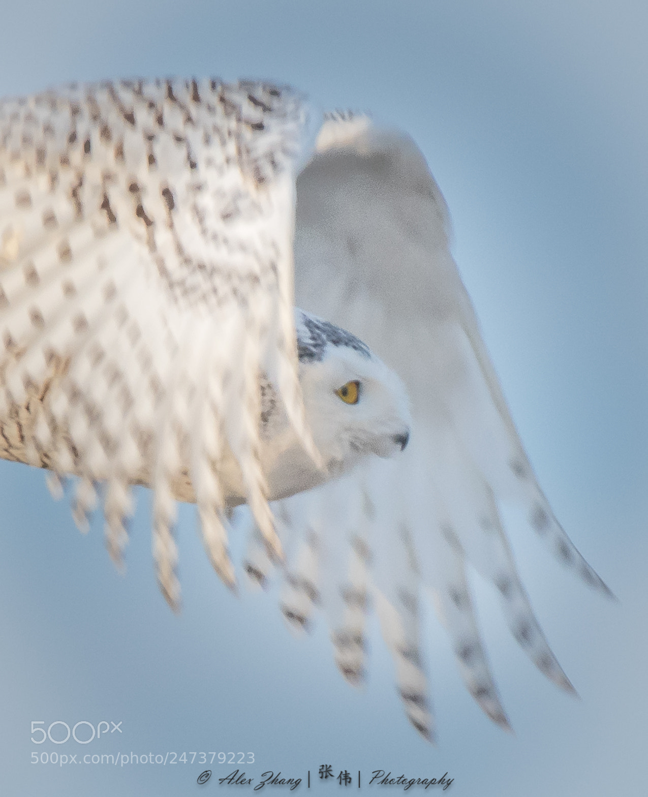 Nikon D500 sample photo. Snowy owl photography