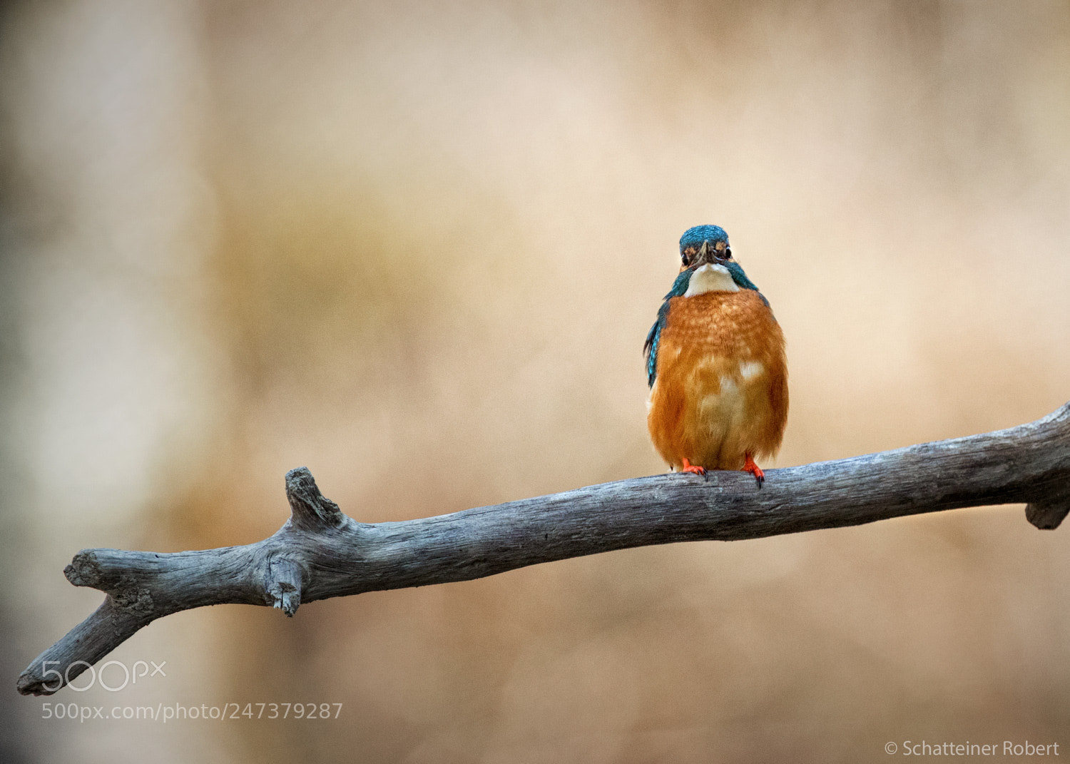 Canon EOS M5 sample photo. Kingfisher photography