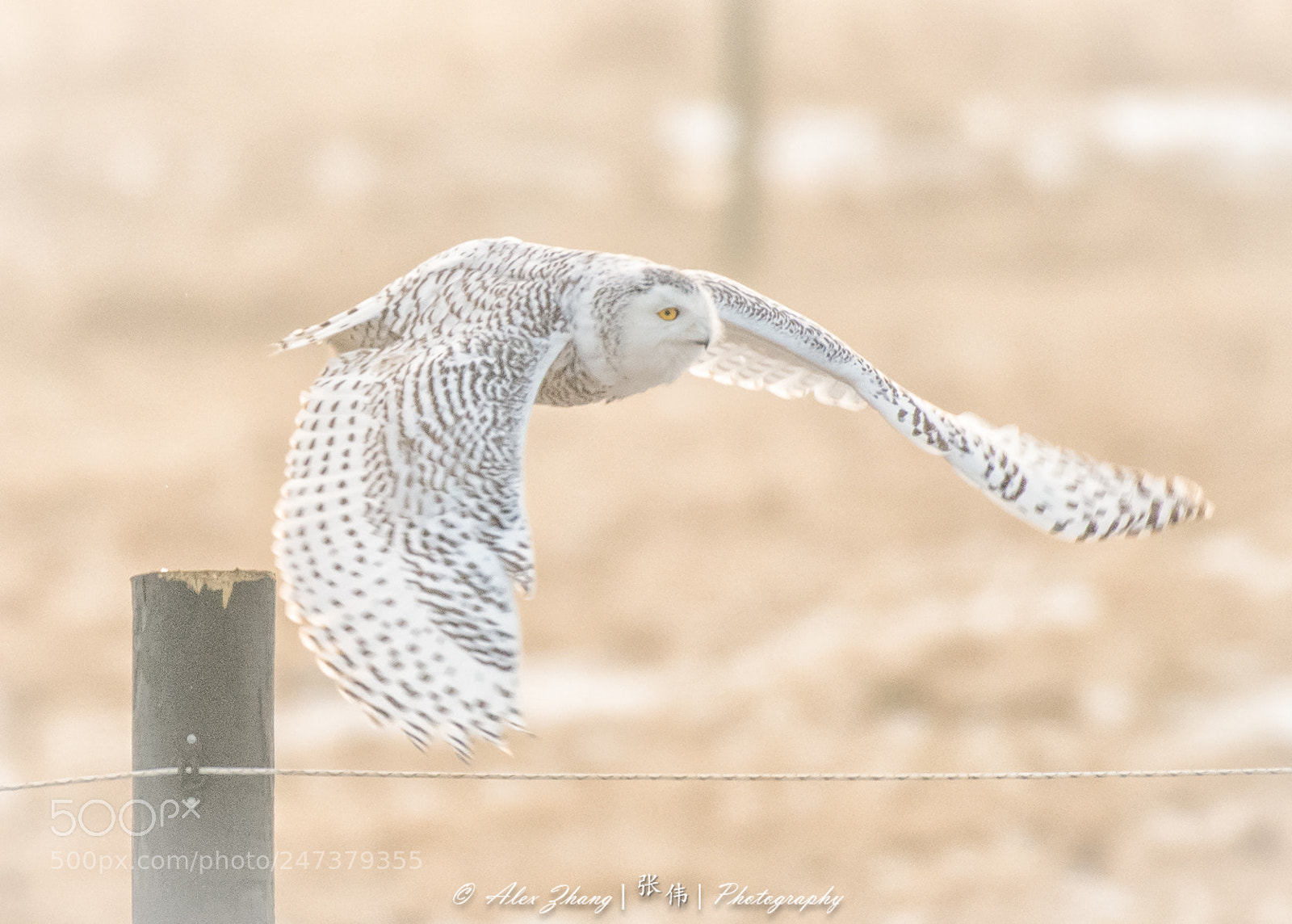 Nikon D500 sample photo. Hunting photography