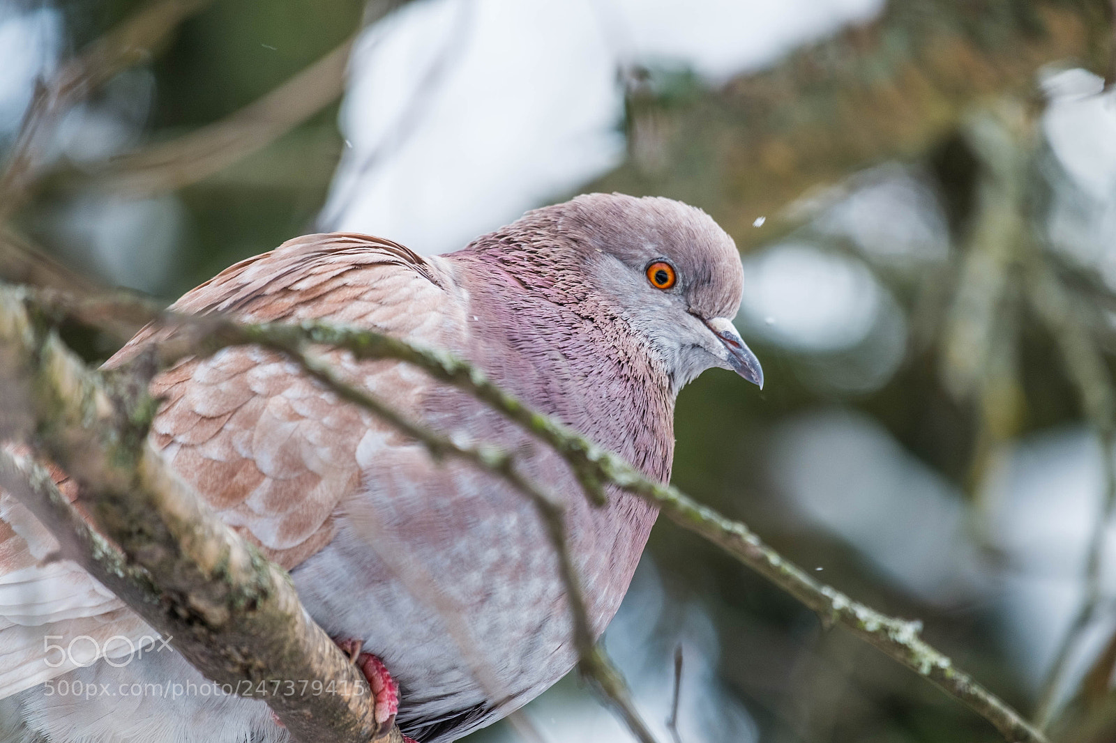 Fujifilm X-M1 sample photo. Pink pigeon photography