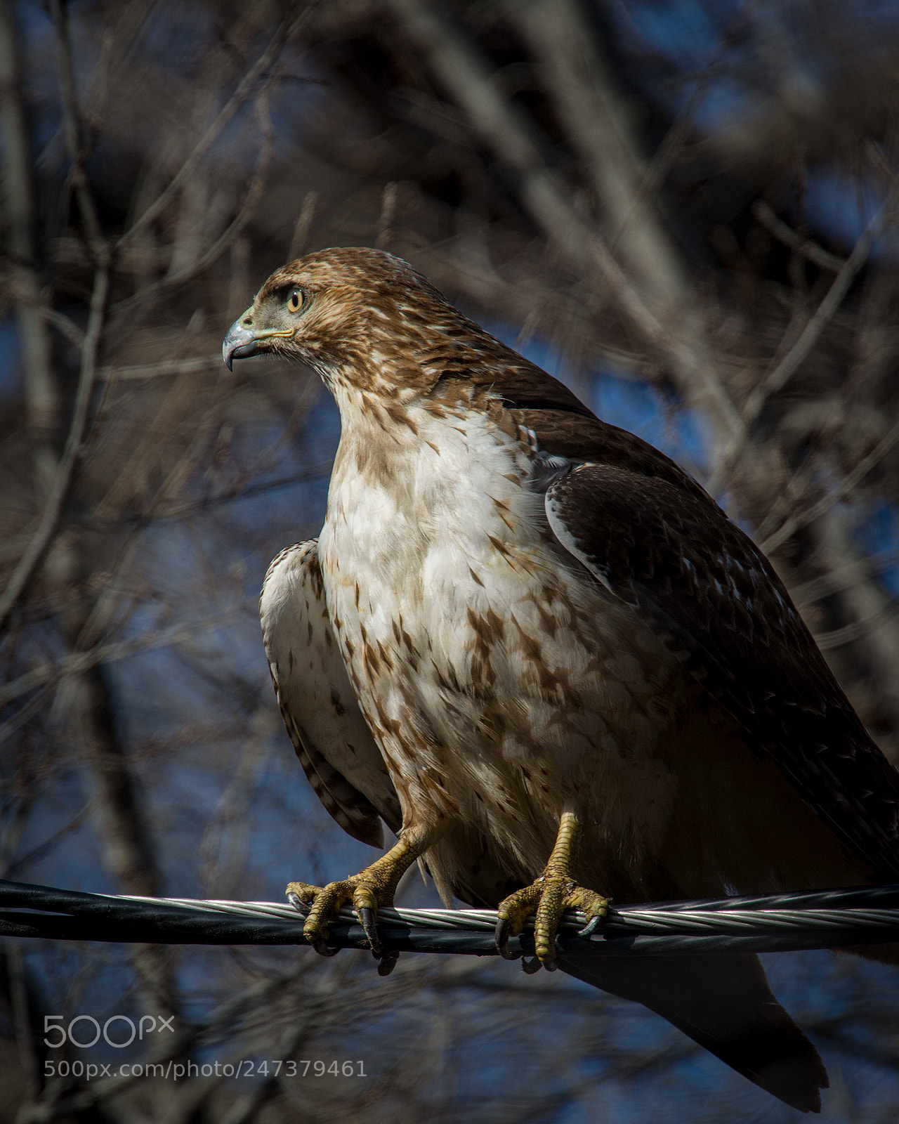 Nikon D7100 sample photo. A surprise visitor to photography