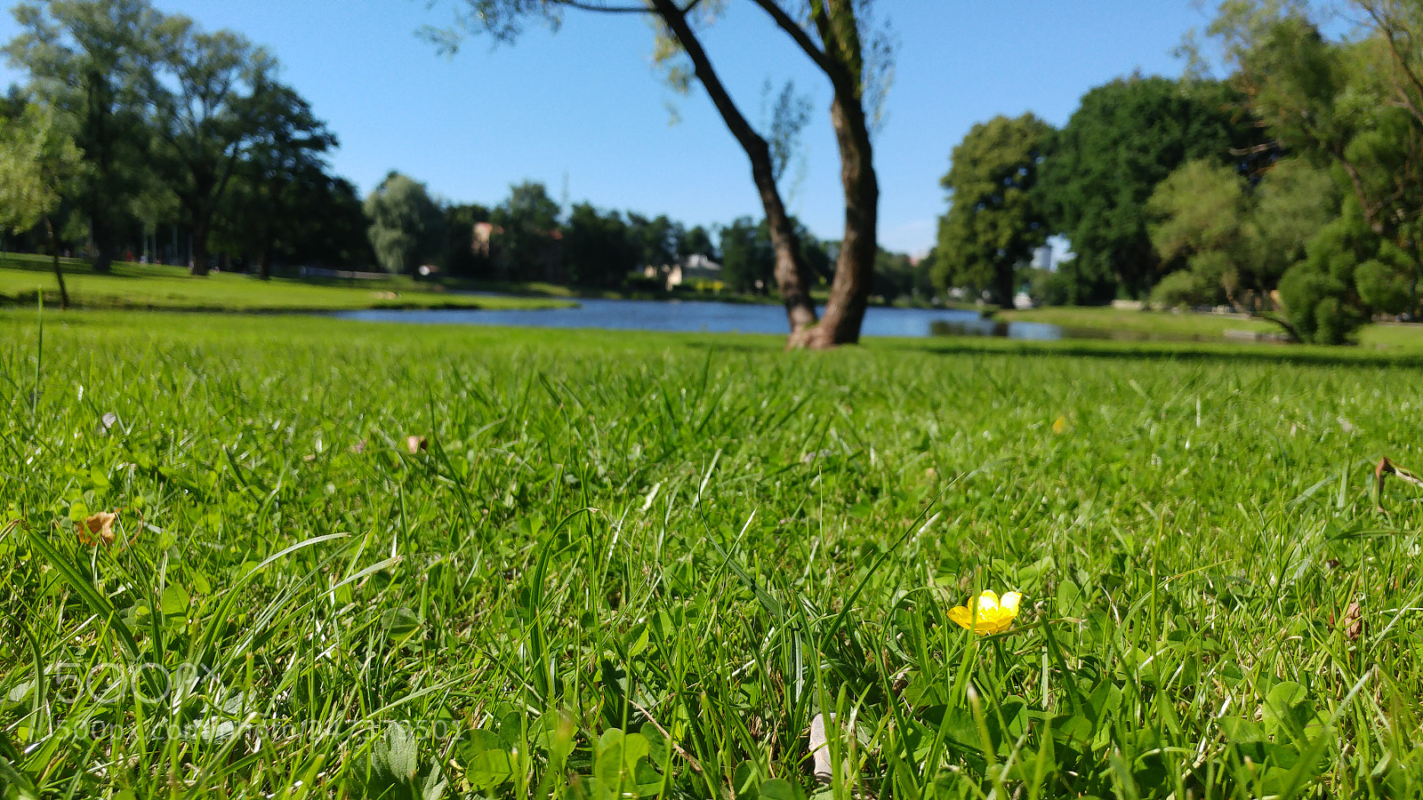 LG G5 sample photo. Summer flower photography
