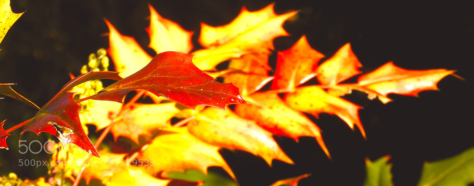 Nikon Coolpix B700 sample photo. Fiery leaves photography