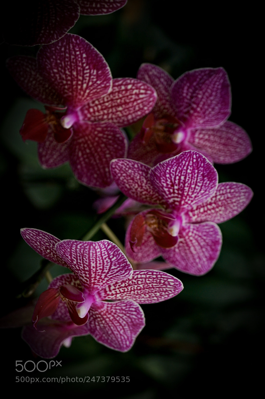 Sony a7 II sample photo. Orchid 01 photography