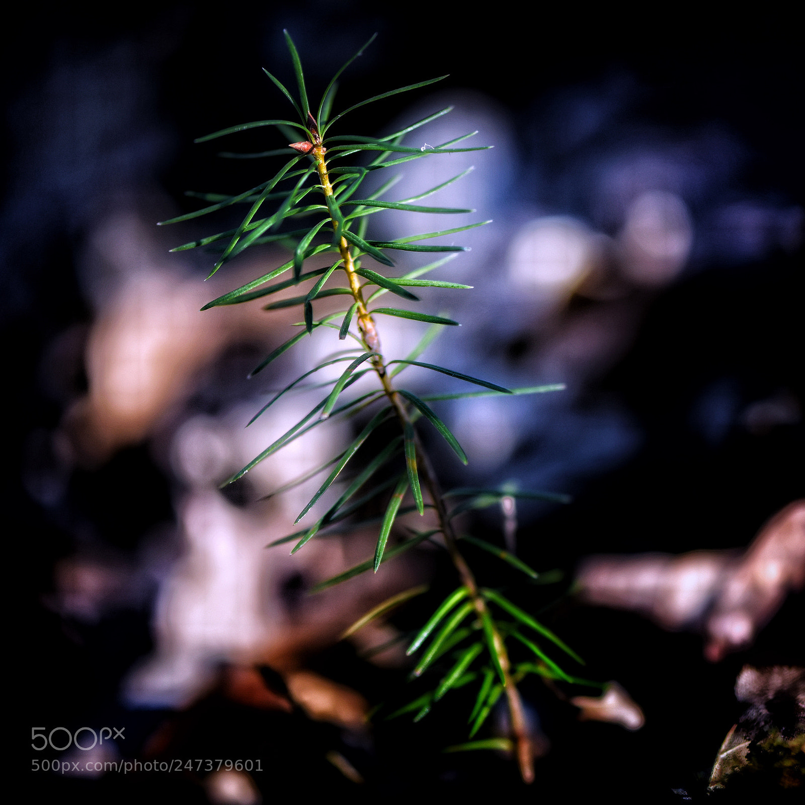 Nikon D810 sample photo. A small tree photography