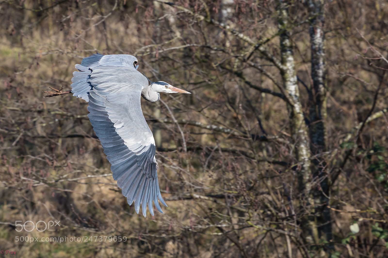 Canon EOS 7D Mark II sample photo. Nice wings! photography