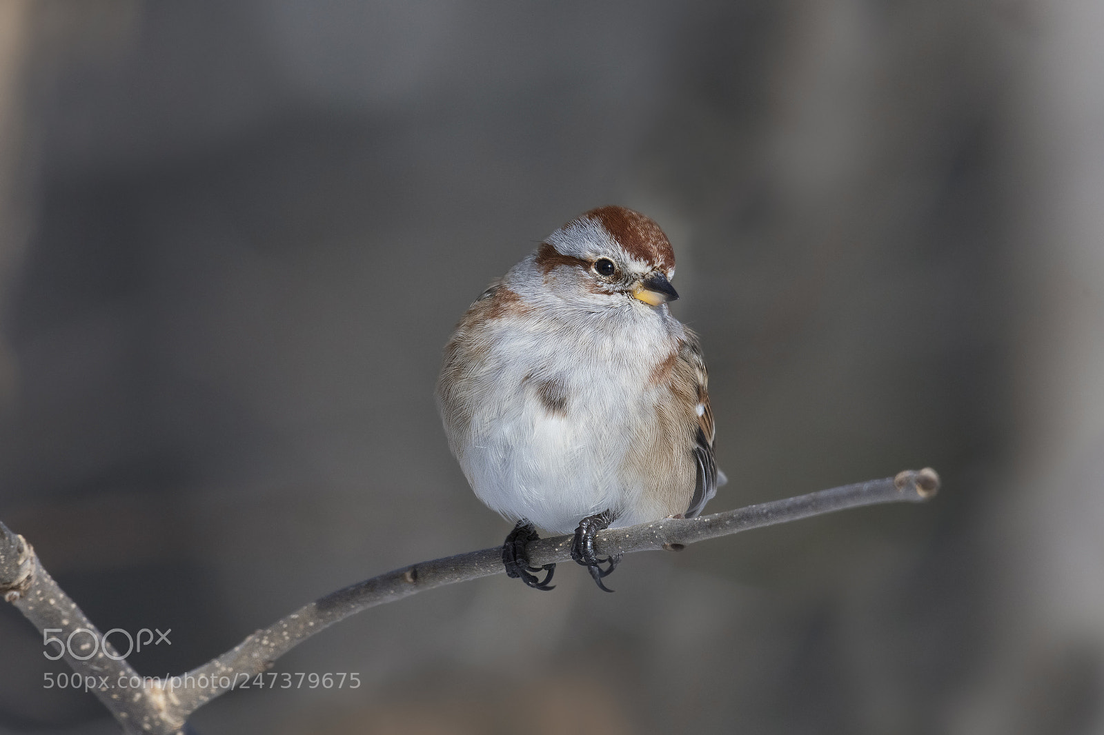 Nikon D500 sample photo. Bruant hudsonien / american sparrow photography