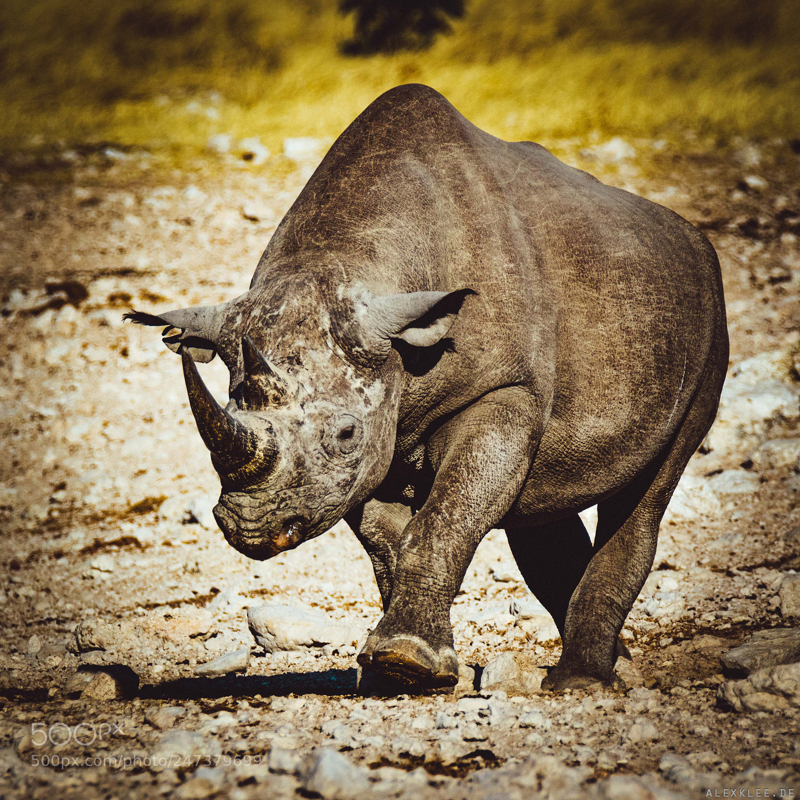 Canon EOS 7D Mark II sample photo. The black rhinoceros photography