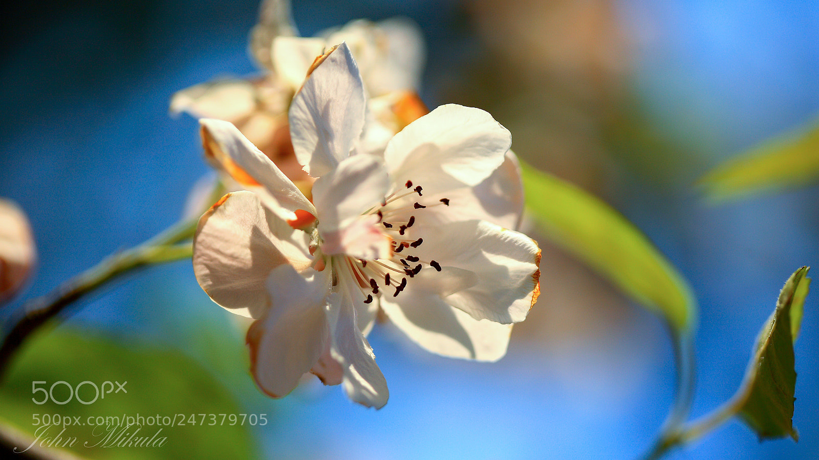 Canon EOS 5D sample photo. Apple blossom . photography