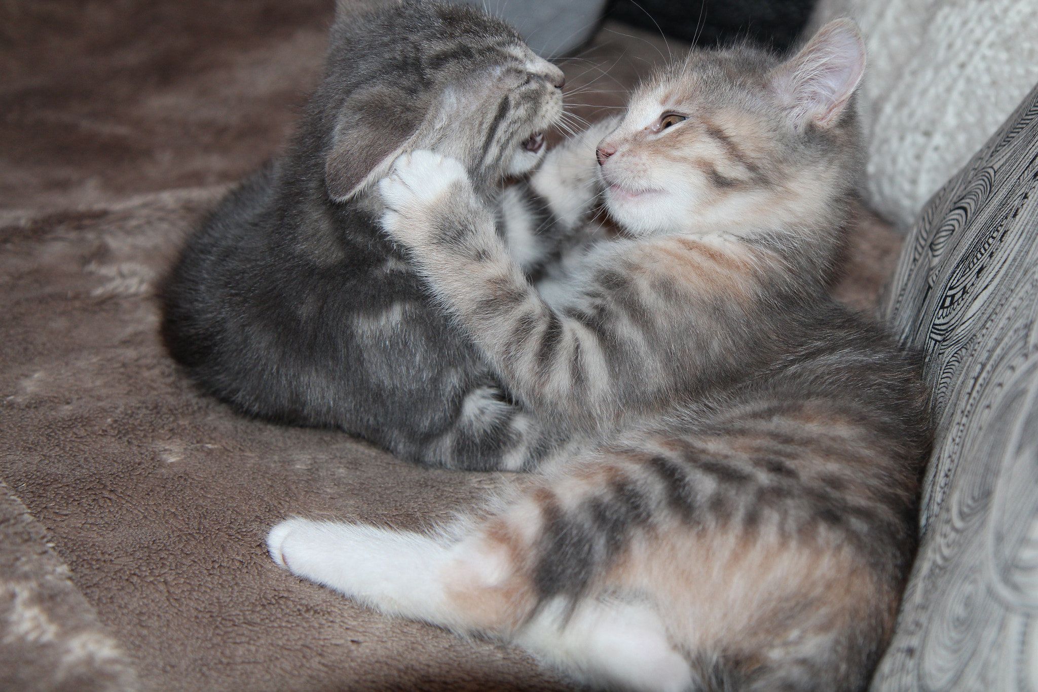 Canon EF-S 17-55mm F2.8 IS USM sample photo. Cat sisters photography