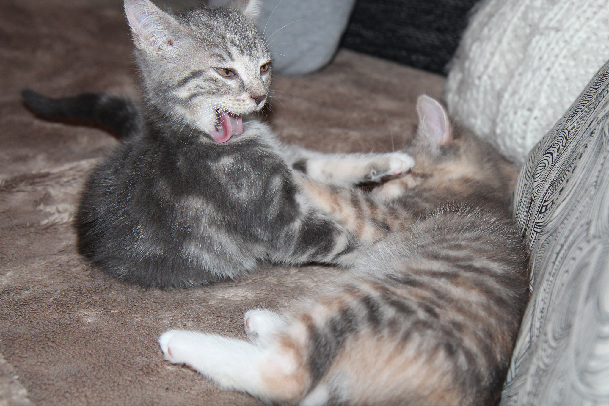 Canon EF-S 17-55mm F2.8 IS USM sample photo. Cat sisters photography