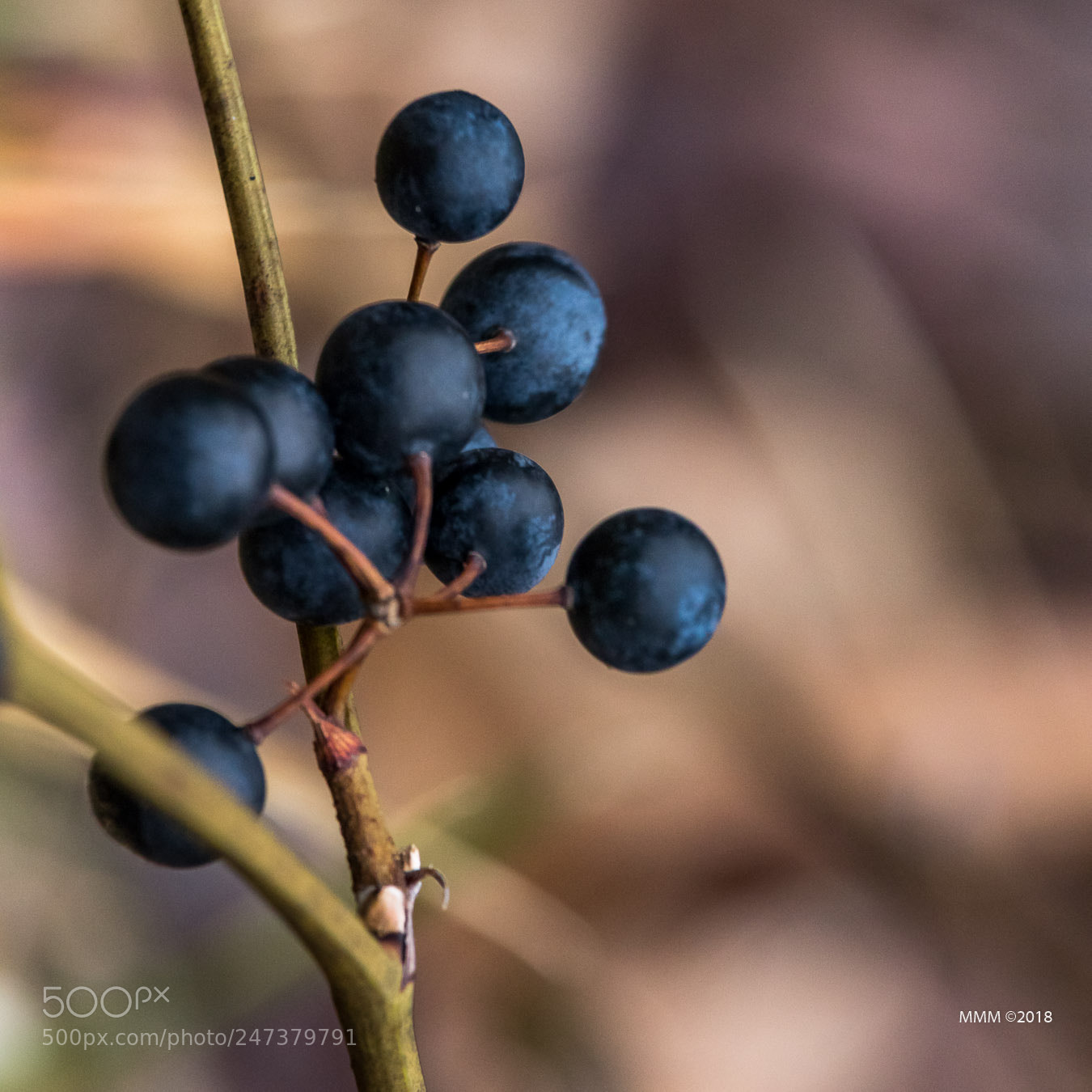 Canon EOS 77D (EOS 9000D / EOS 770D) sample photo. Berries photography