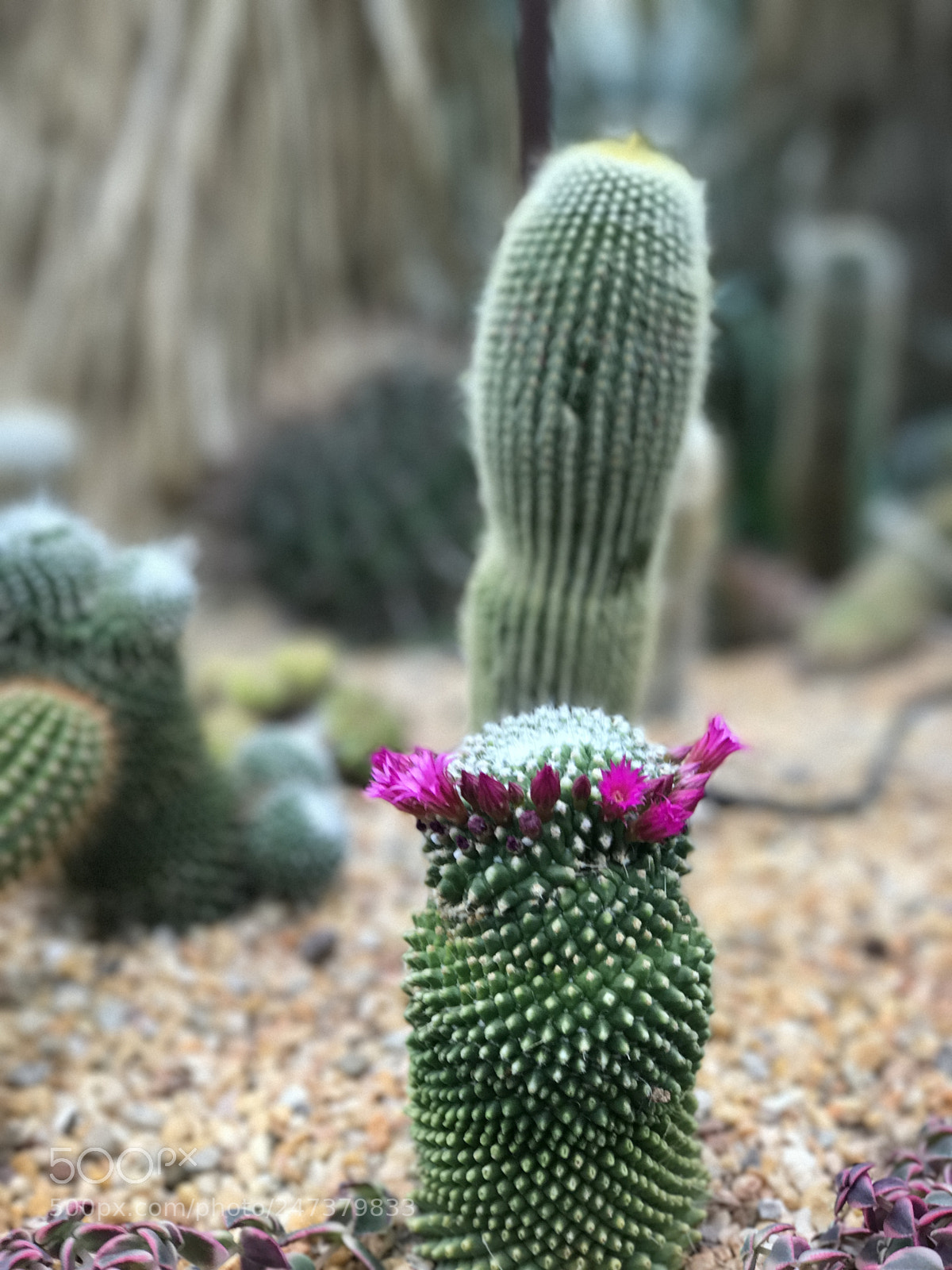 Apple iPhone 7 Plus sample photo. Cactus flowers photography