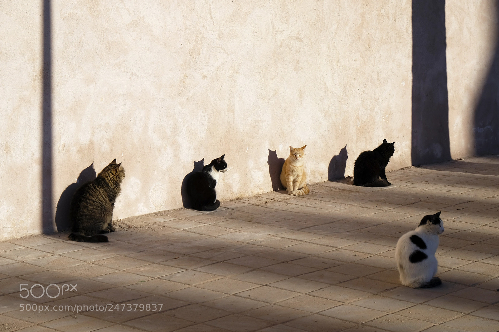 Fujifilm X-E3 sample photo. Cats photography