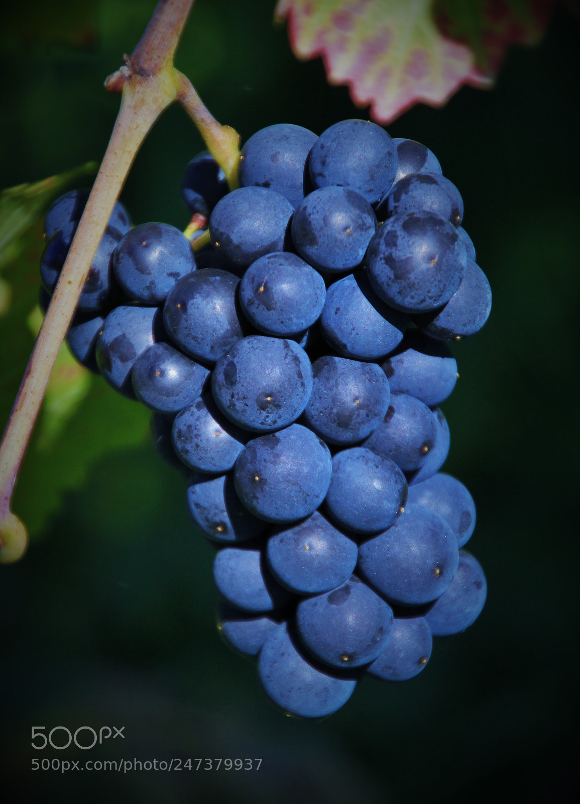 Canon EOS 7D sample photo. Beautiful blue grapes () photography