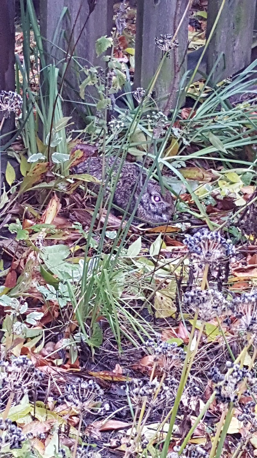 Samsung Galaxy Note5 sample photo. Rabbit hiding.jpg photography