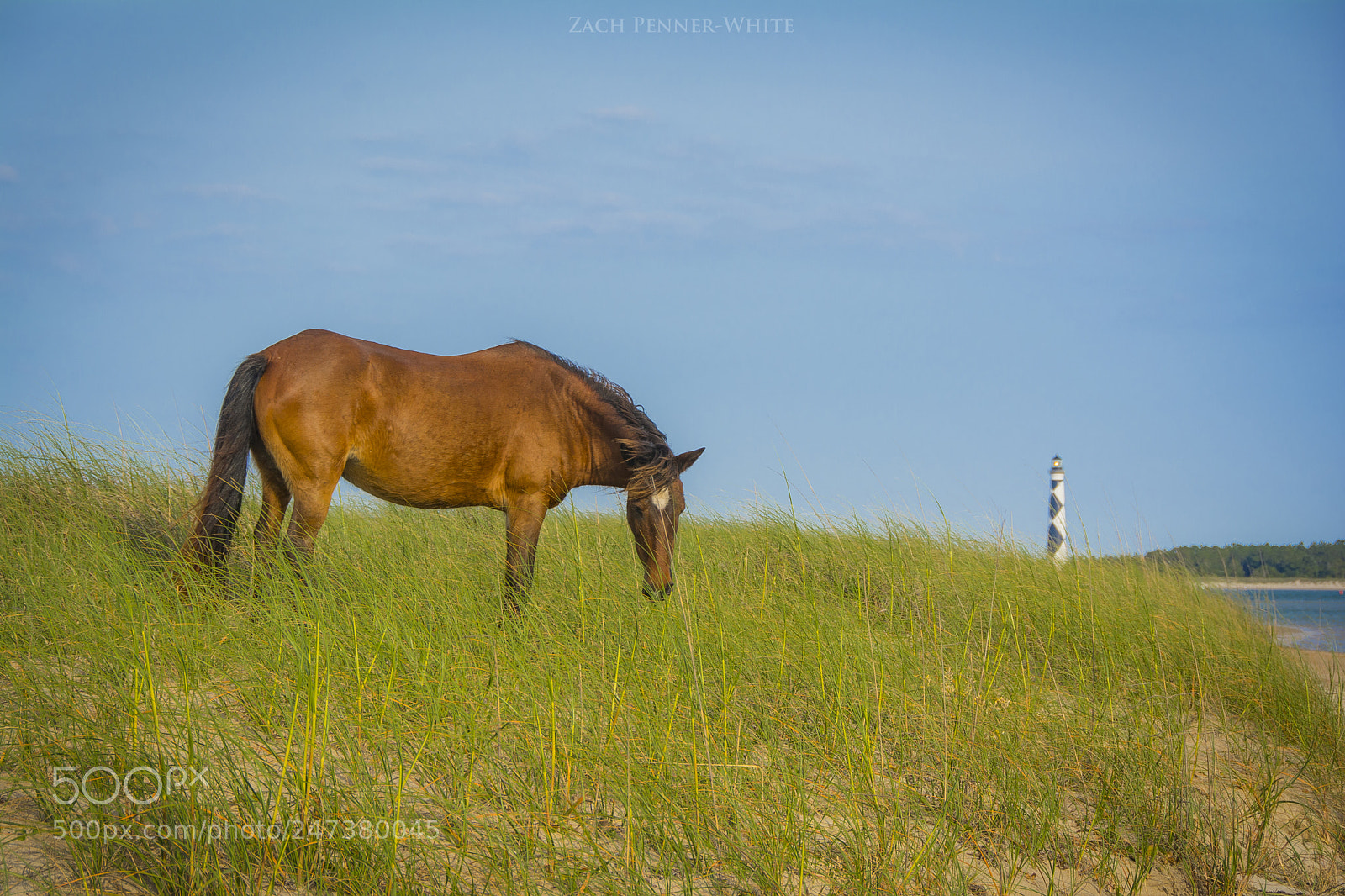 Nikon D7100 sample photo. A wild horse at photography
