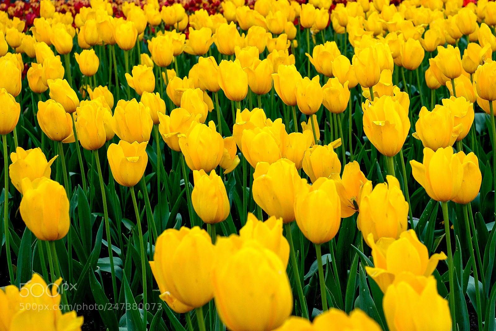 Fujifilm X-T10 sample photo. Gardening tulips photography