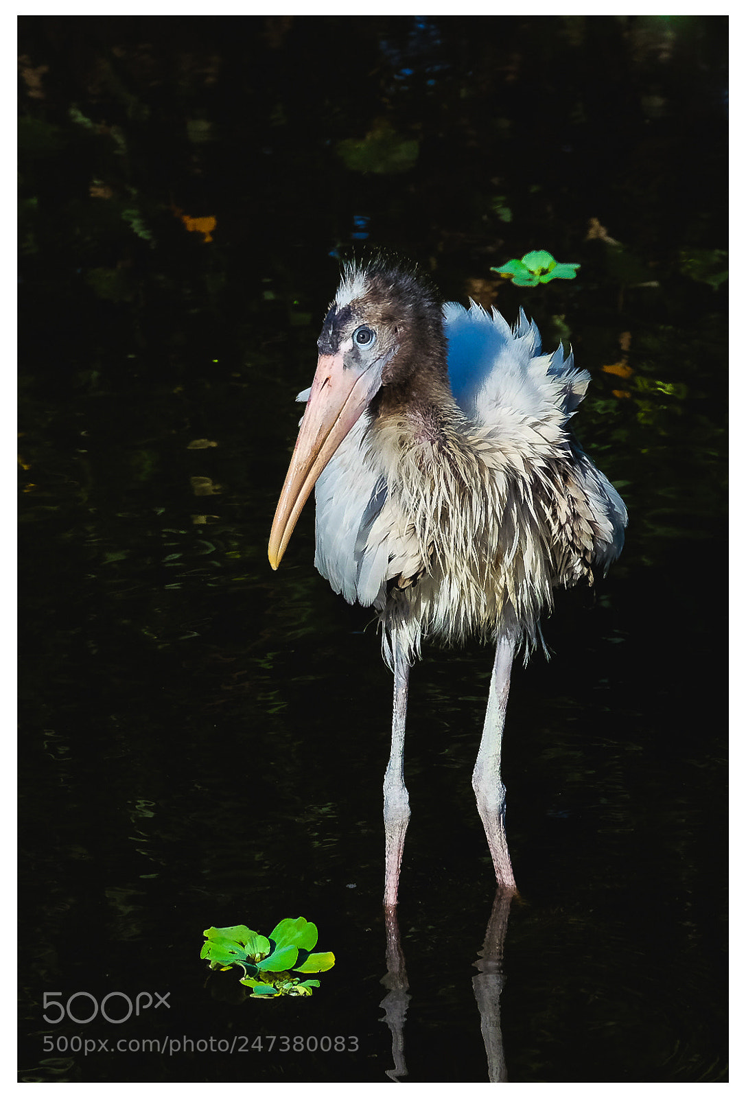 Fujifilm X-T10 sample photo. Summer bird photography