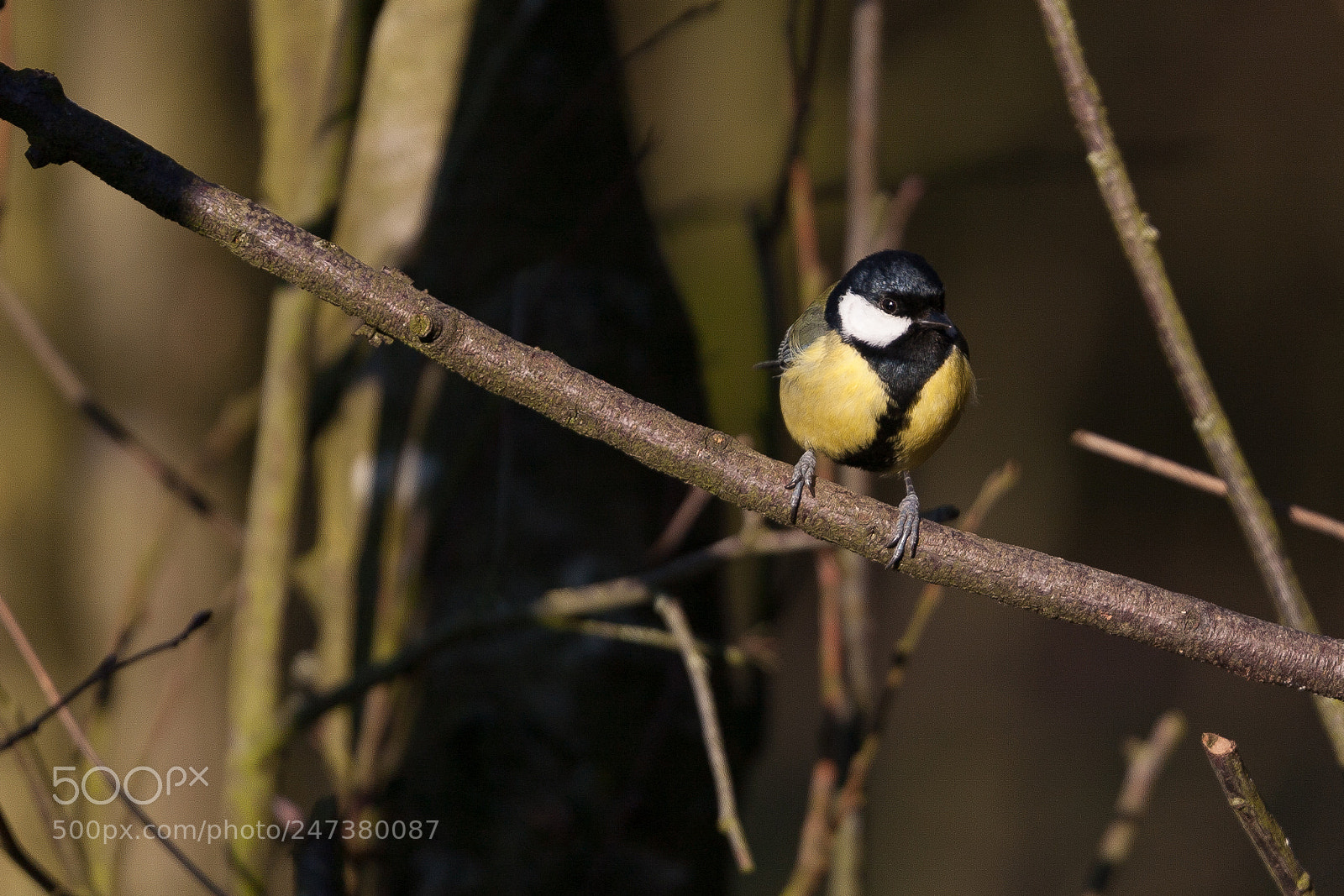 Canon EOS 5D sample photo. Bird photography