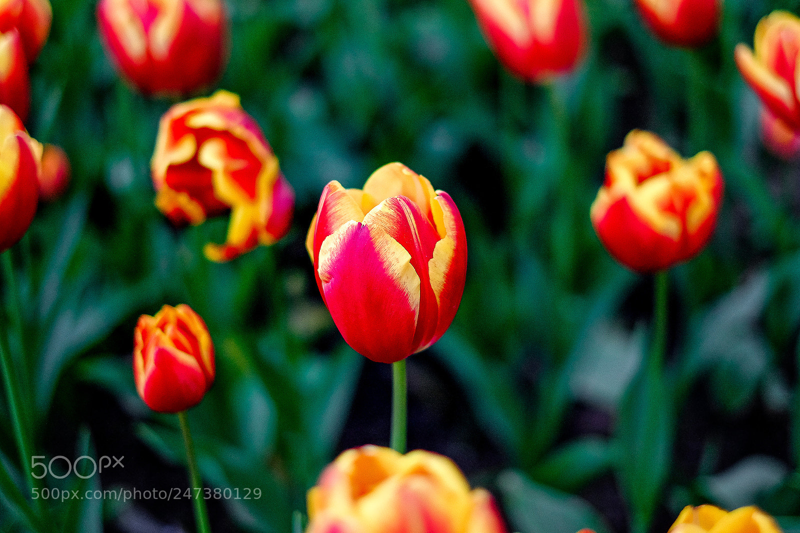 Fujifilm X-T10 sample photo. Gardening tulips photography
