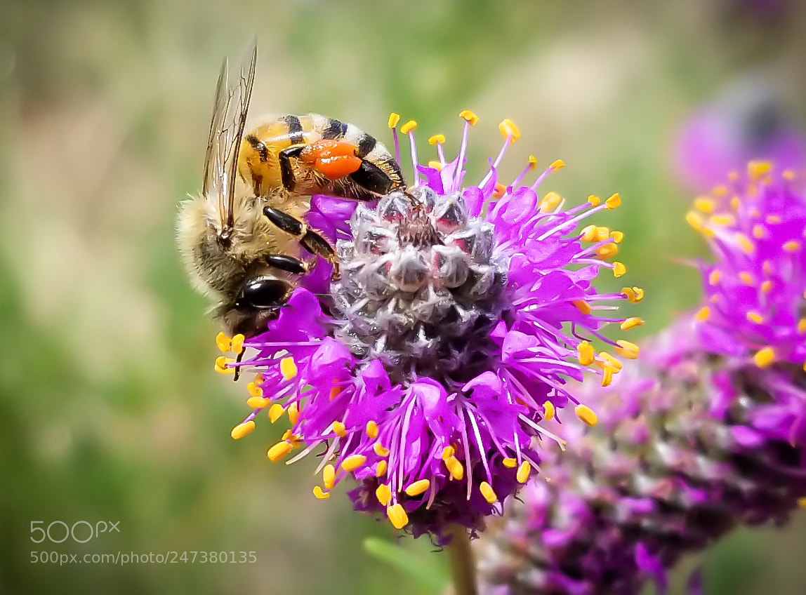 Samsung Galaxy S8+ sample photo. Foraging honey bee photography