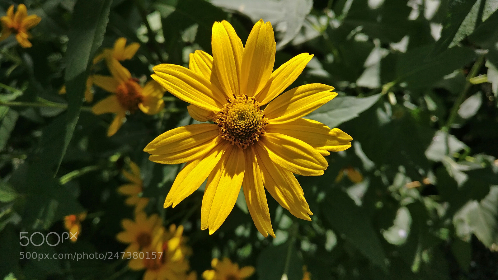 OnePlus A3000 sample photo. Flower shadows photography