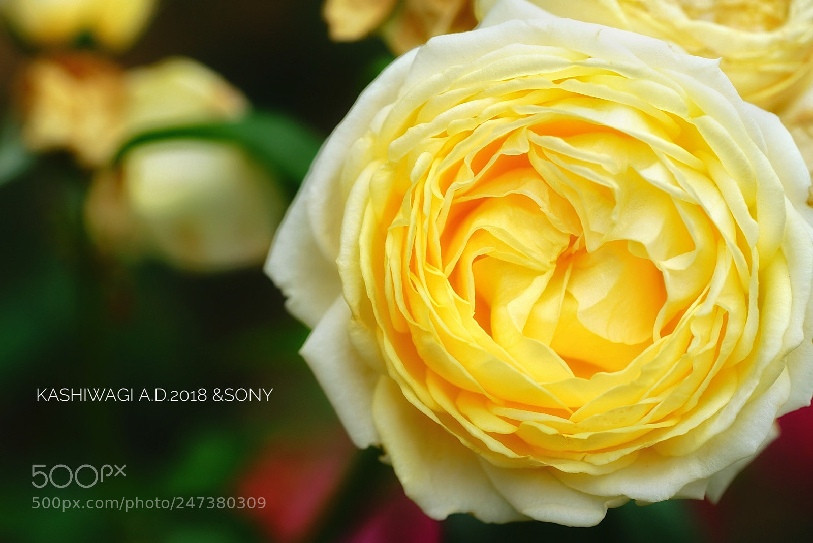 Sony a7 II sample photo. Patrache  / netherlands 2013 photography