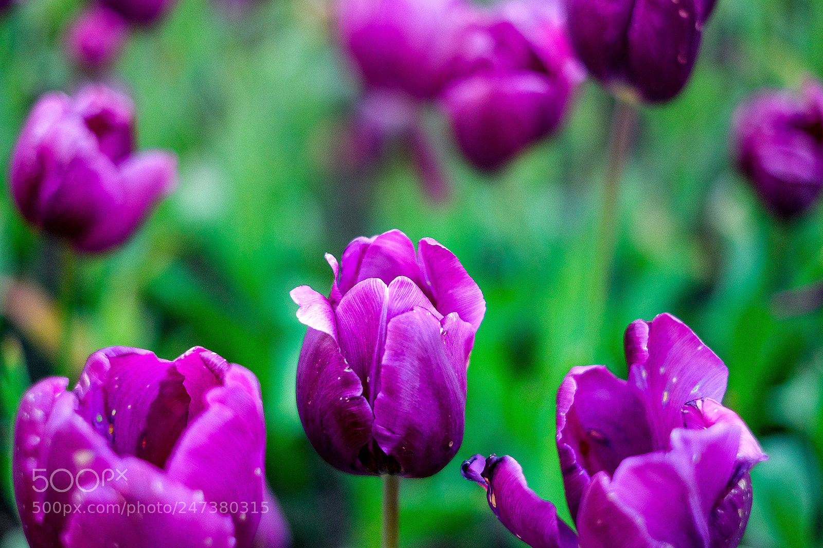Fujifilm X-T10 sample photo. Gardening tulips photography