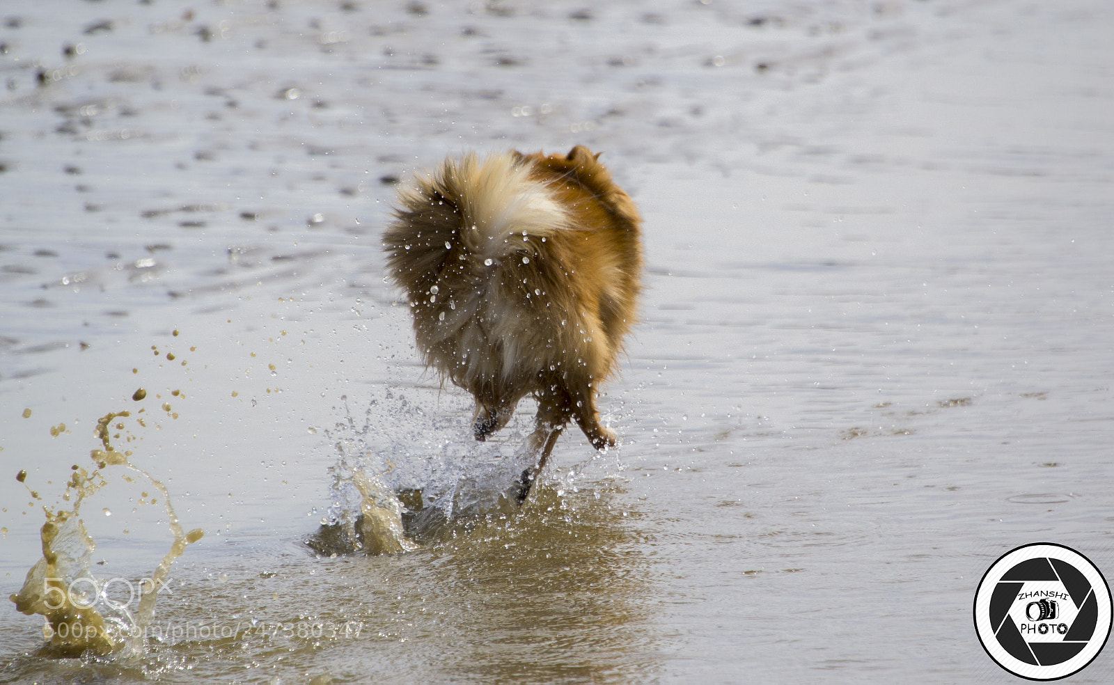 Nikon D3100 sample photo. Dog photography