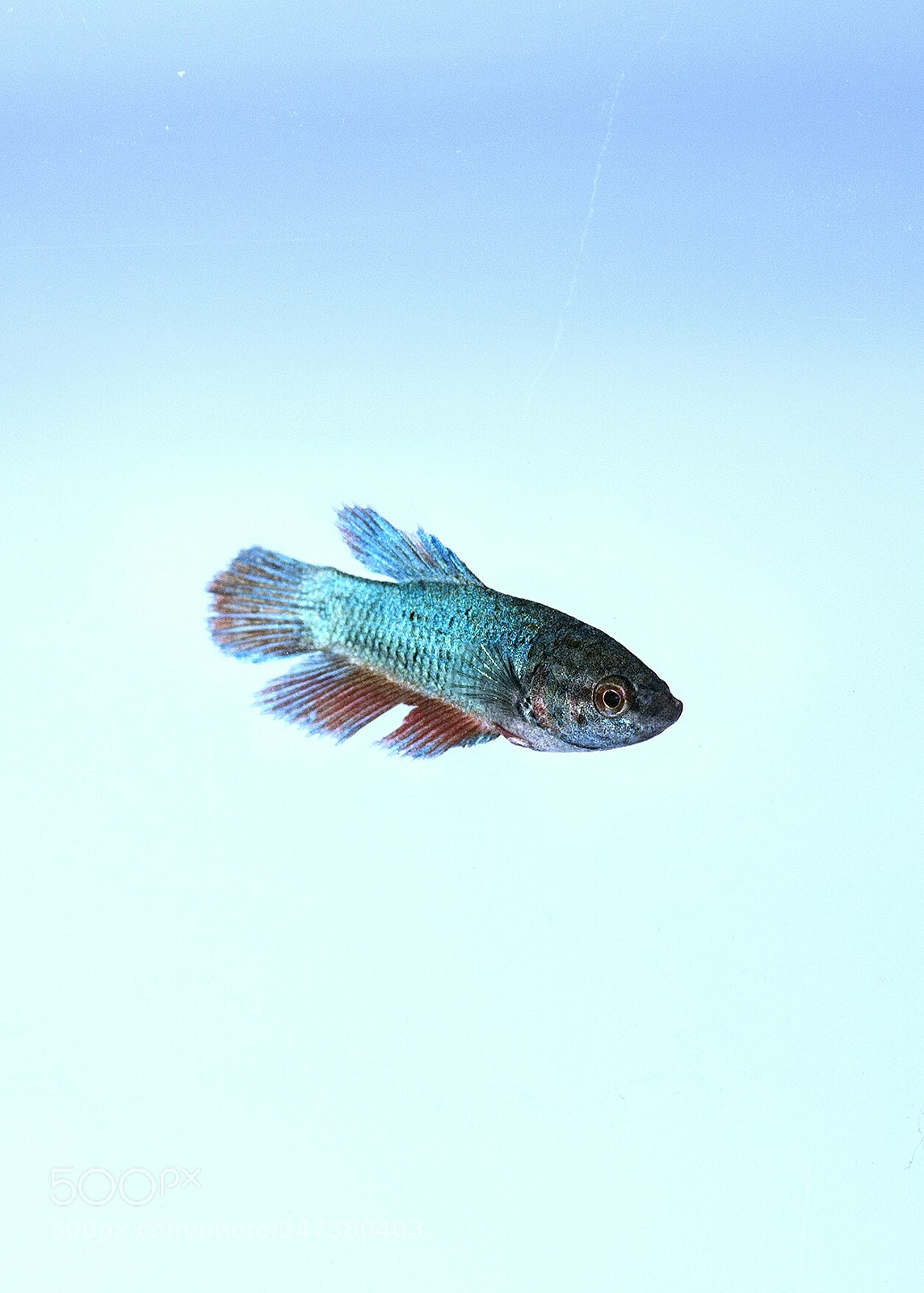 Canon EOS 600D (Rebel EOS T3i / EOS Kiss X5) sample photo. Fish photography