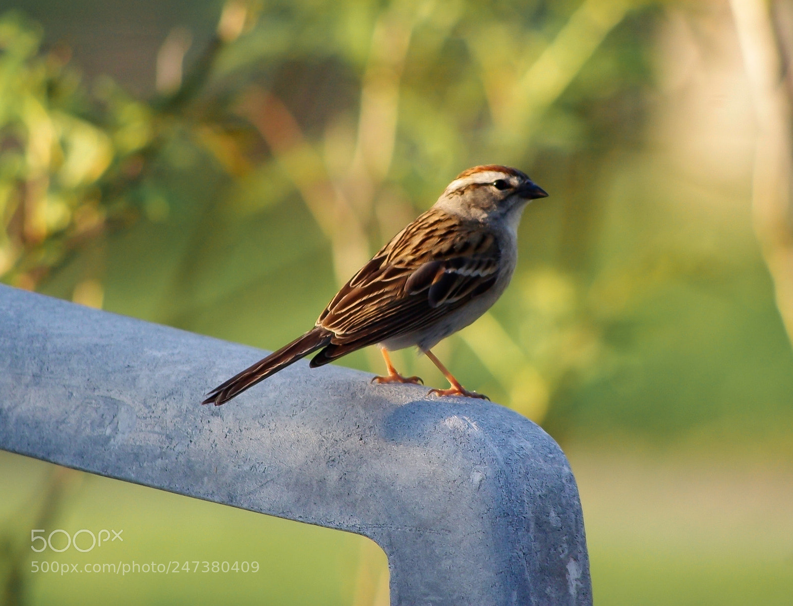 Pentax K200D sample photo. Sparrow on a chair photography