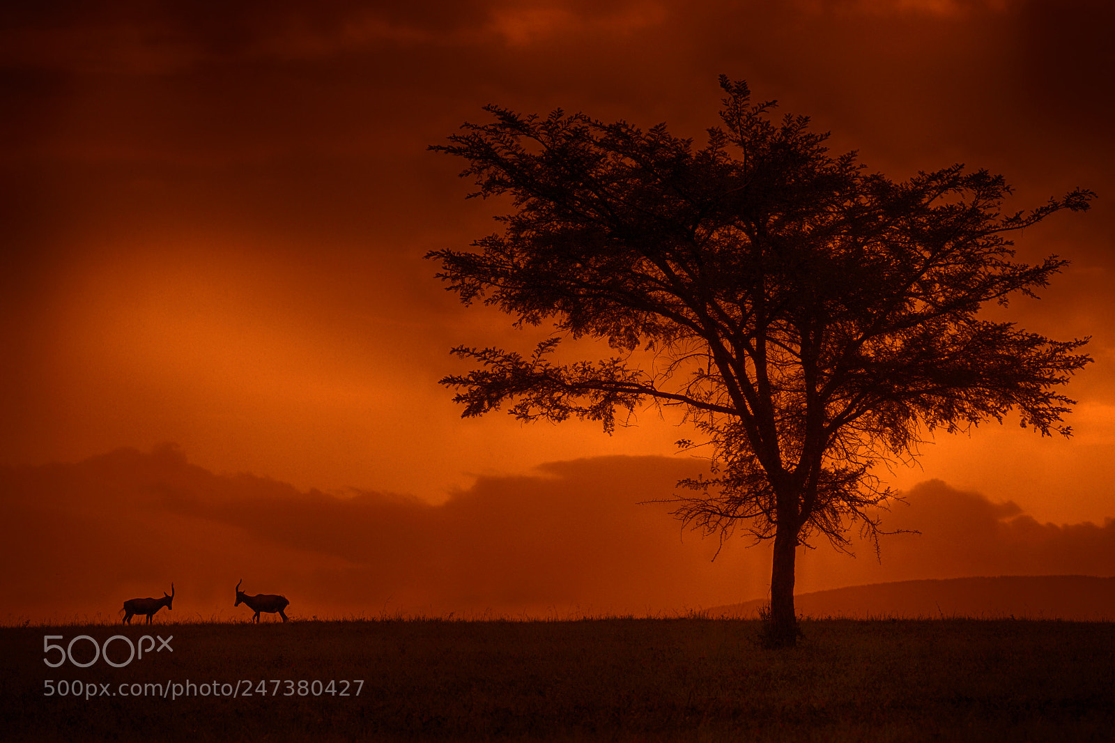 Sony SLT-A77 sample photo. Wild africa photography
