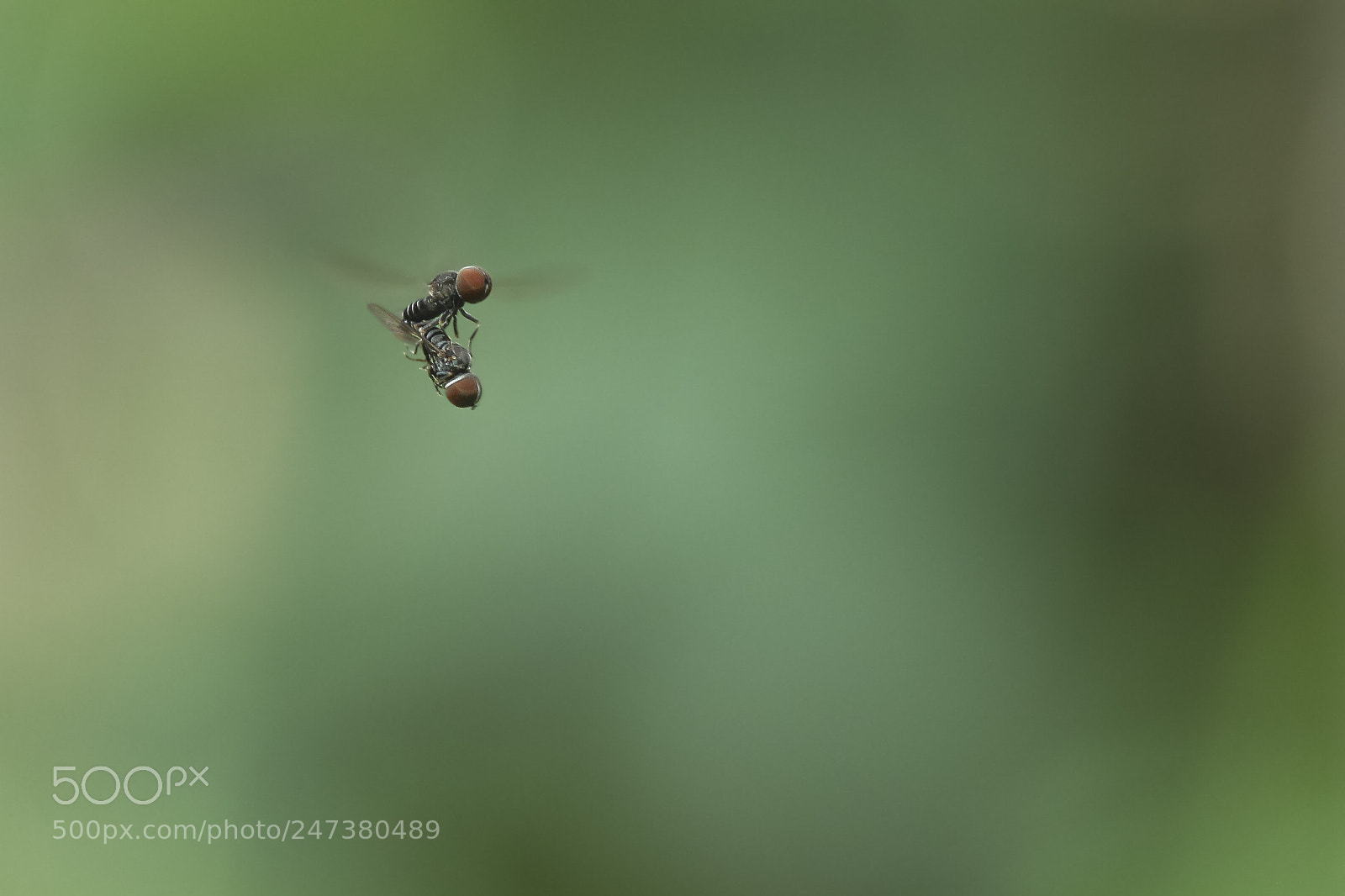 Canon EOS 7D sample photo. Fly photography