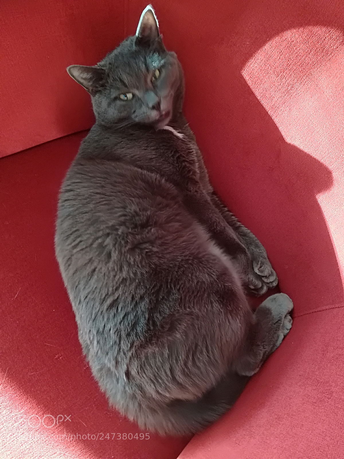 HUAWEI P10 lite sample photo. Niilo is awake,,,,or not photography