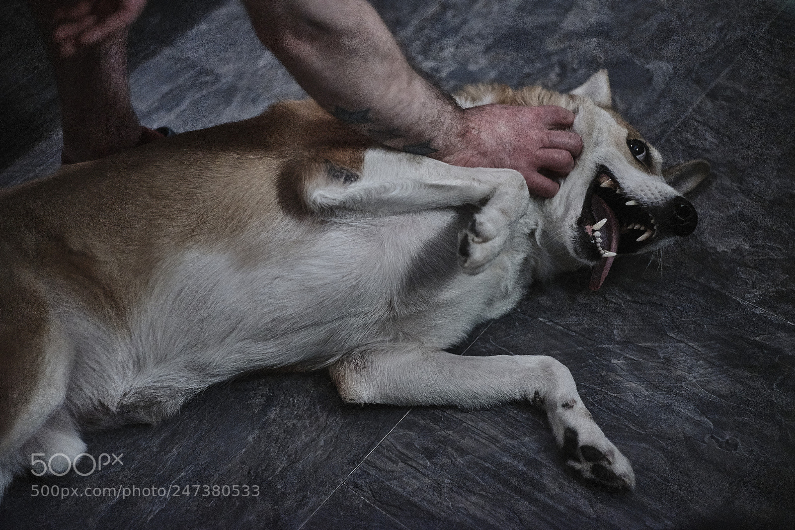 Sony a7 sample photo. His name shake! photography