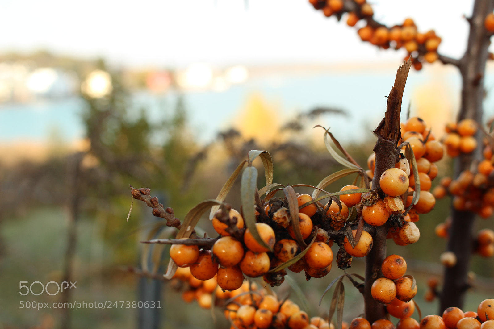 Canon EOS 700D (EOS Rebel T5i / EOS Kiss X7i) sample photo. Sanddorn im herbst photography