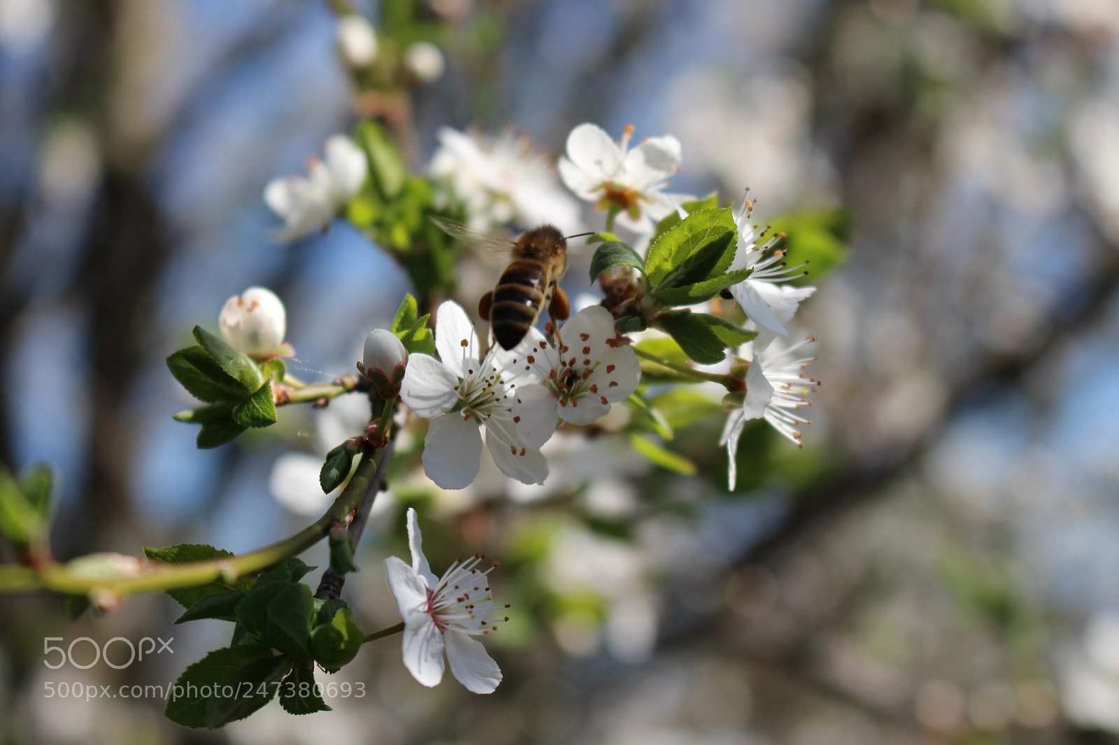 Canon EOS 700D (EOS Rebel T5i / EOS Kiss X7i) sample photo. Arbeit in der natur photography