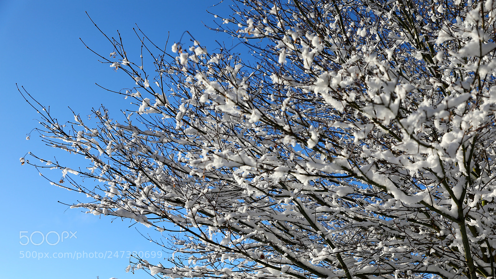 Canon EF 24-70mm F2.8L II USM sample photo. 雪后初霁 photography