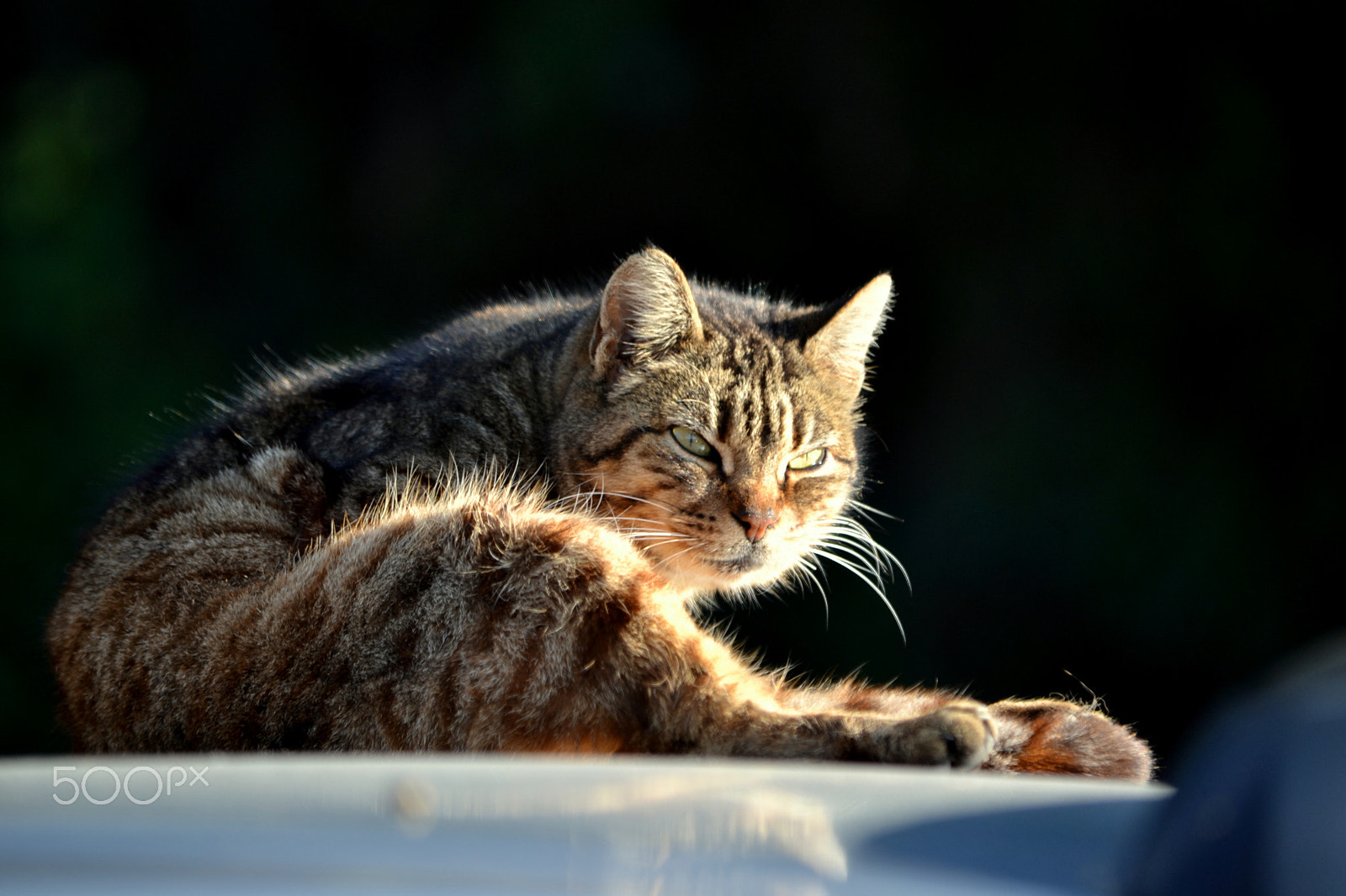 Nikon D3100 sample photo. Cat photography