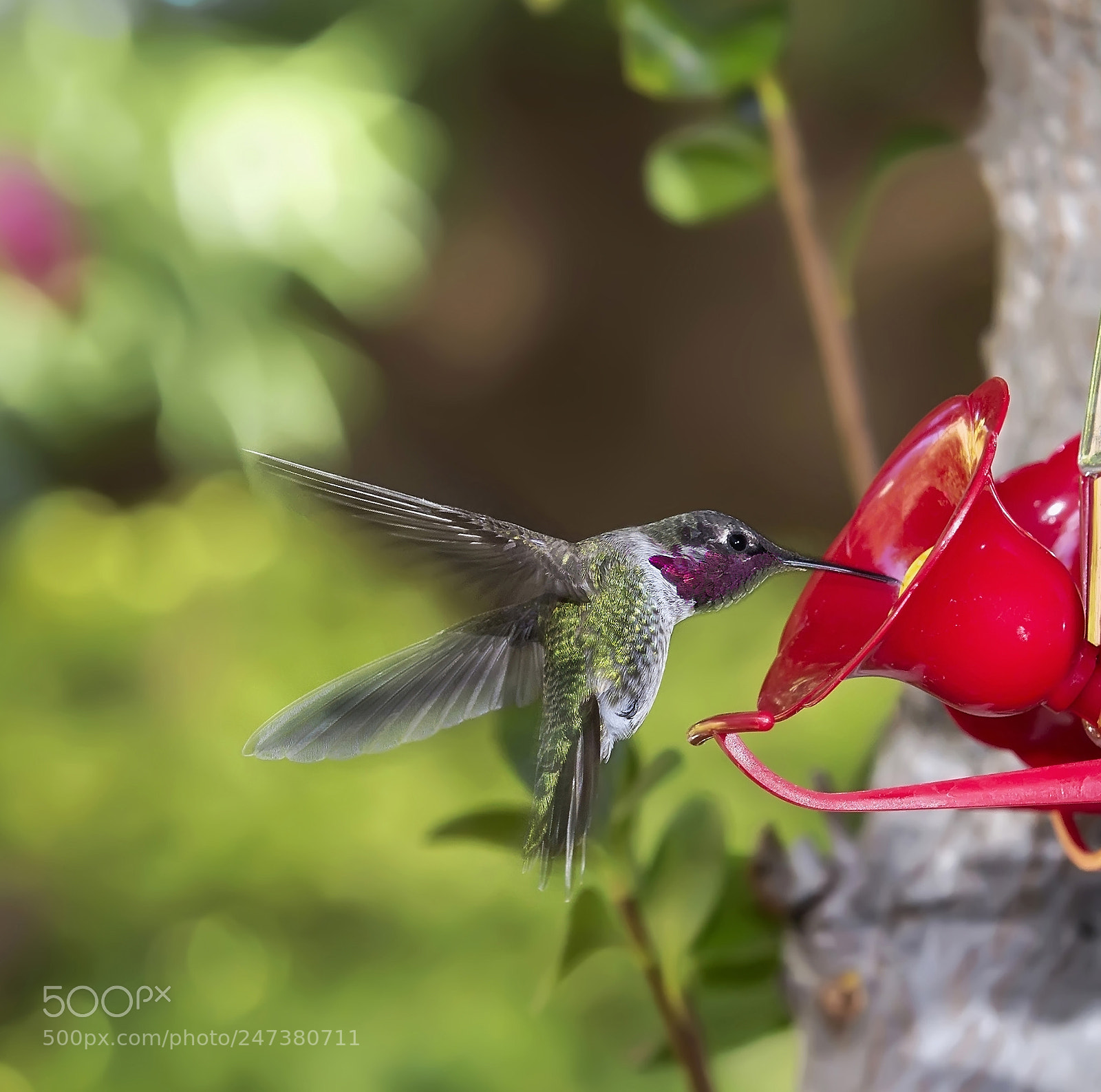 Canon EOS 60D sample photo. Hummingbird flying towards feeder photography
