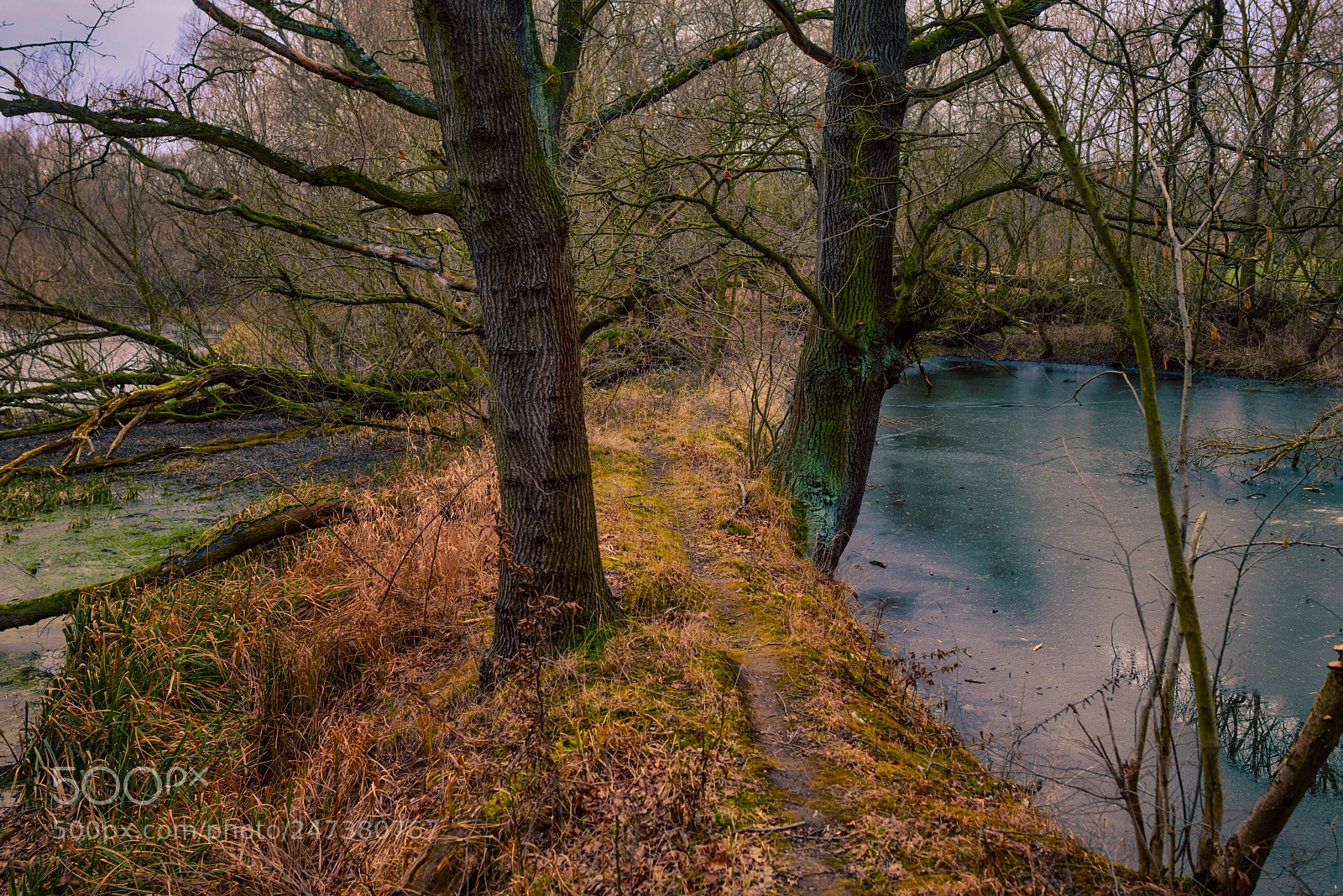 Nikon D800 sample photo. Cold winters walk photography