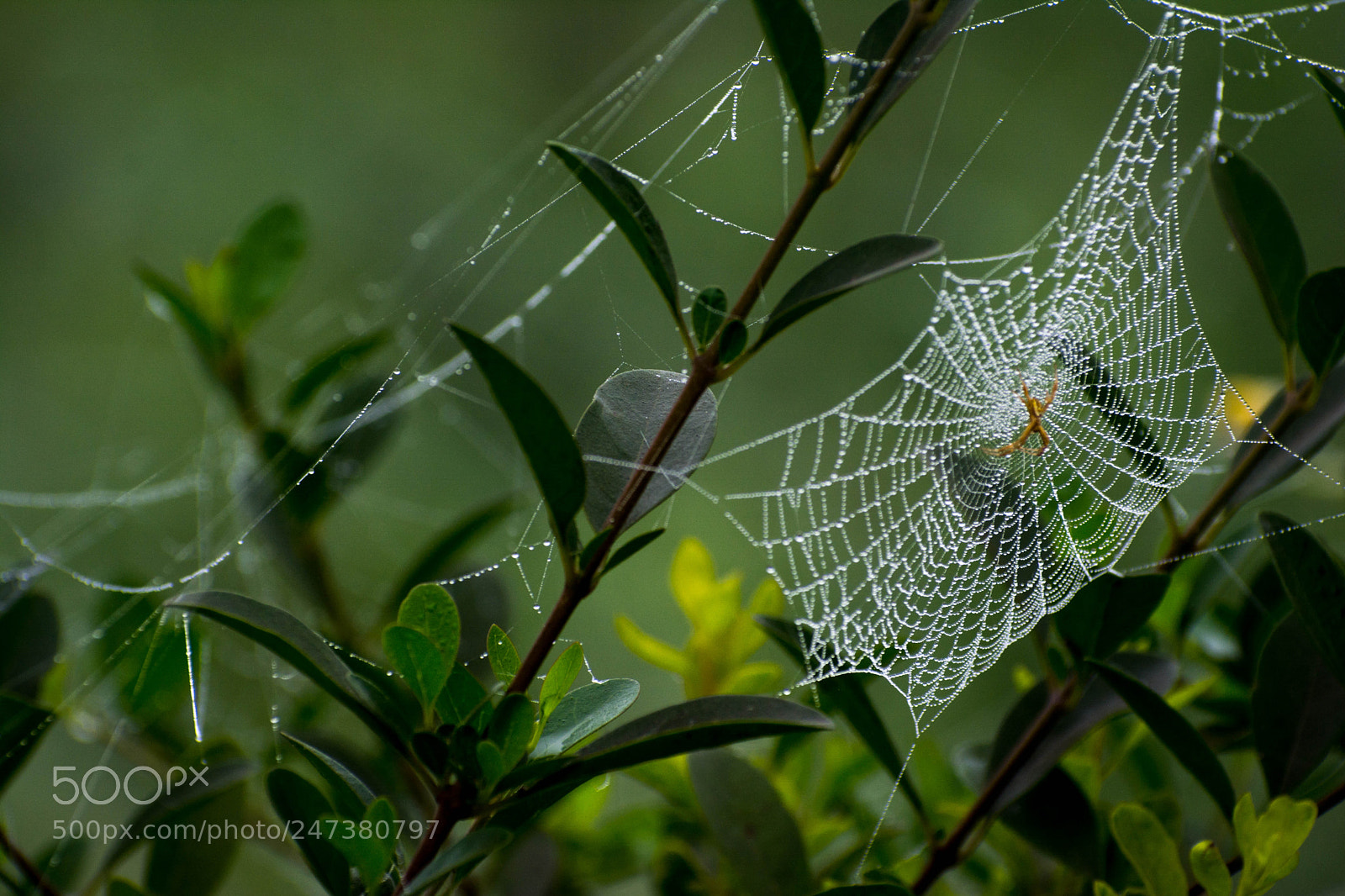 Nikon D5200 sample photo. Webwork!! photography